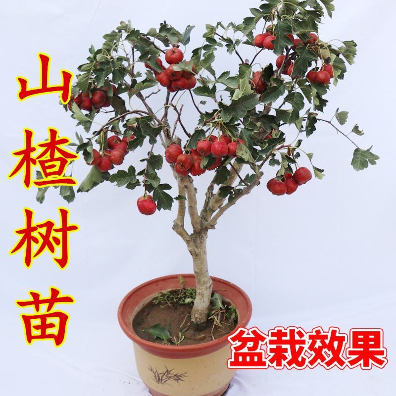 嫁接山楂苗甜红子大金星大五菱南北方种植盆栽地栽当年结果