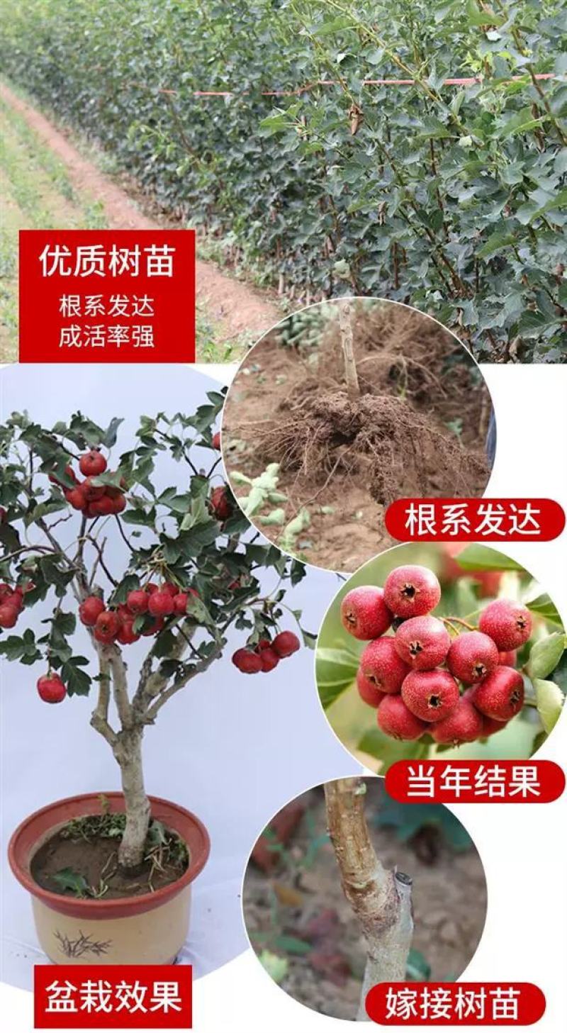 嫁接山楂苗甜红子大金星大五菱南北方种植盆栽地栽当年结果