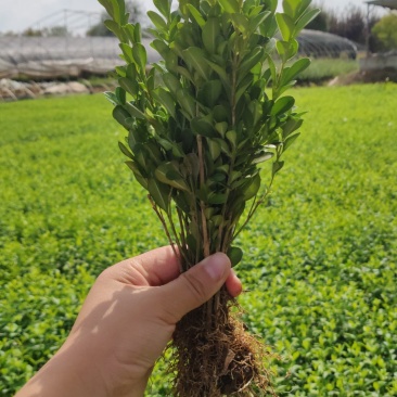 【瓜子黄杨床苗】小叶黄杨树苗南方北方种植庭院地栽盆栽