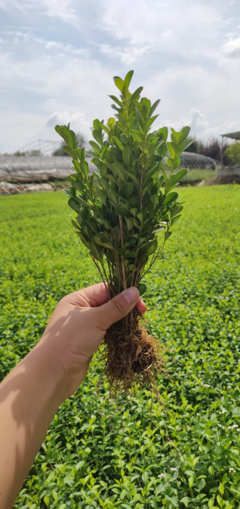【瓜子黄杨床苗】小叶黄杨树苗南方北方种植庭院地栽盆栽