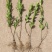 【瓜子黄杨床苗】小叶黄杨树苗南方北方种植庭院地栽盆栽