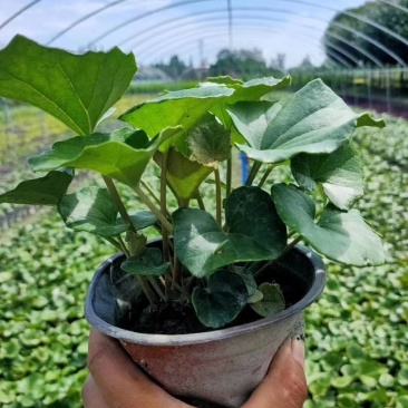 大吴风草杯苗草花大小规格齐全成都温江基地供应