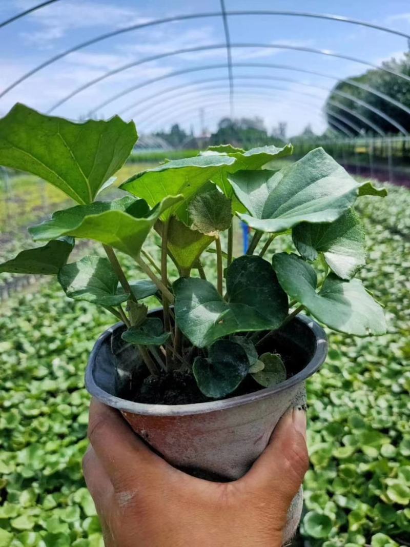 大吴风草杯苗草花大小规格齐全成都温江基地供应