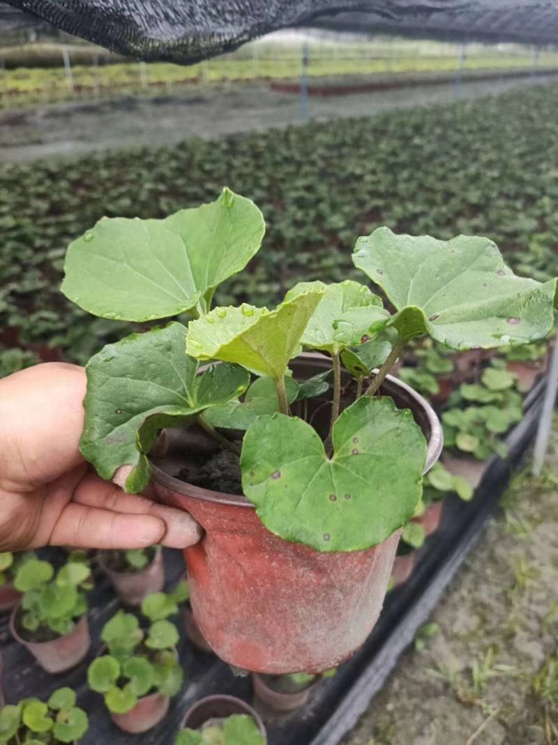 大吴风草杯苗草花大小规格齐全成都温江基地供应