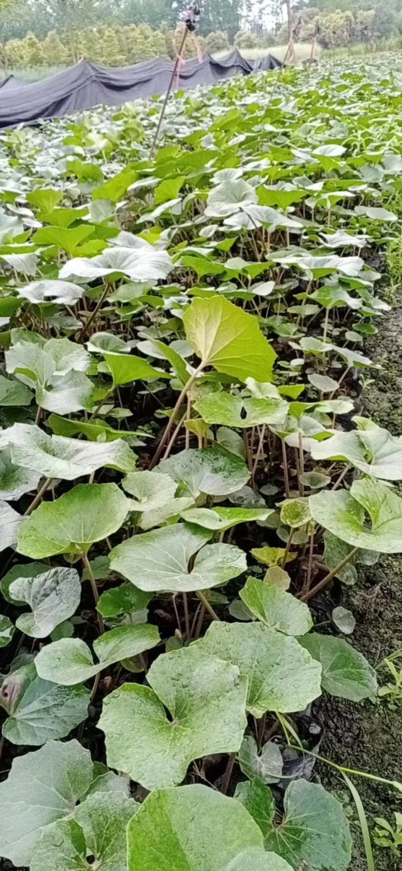 大吴风草杯苗草花大小规格齐全成都温江基地供应