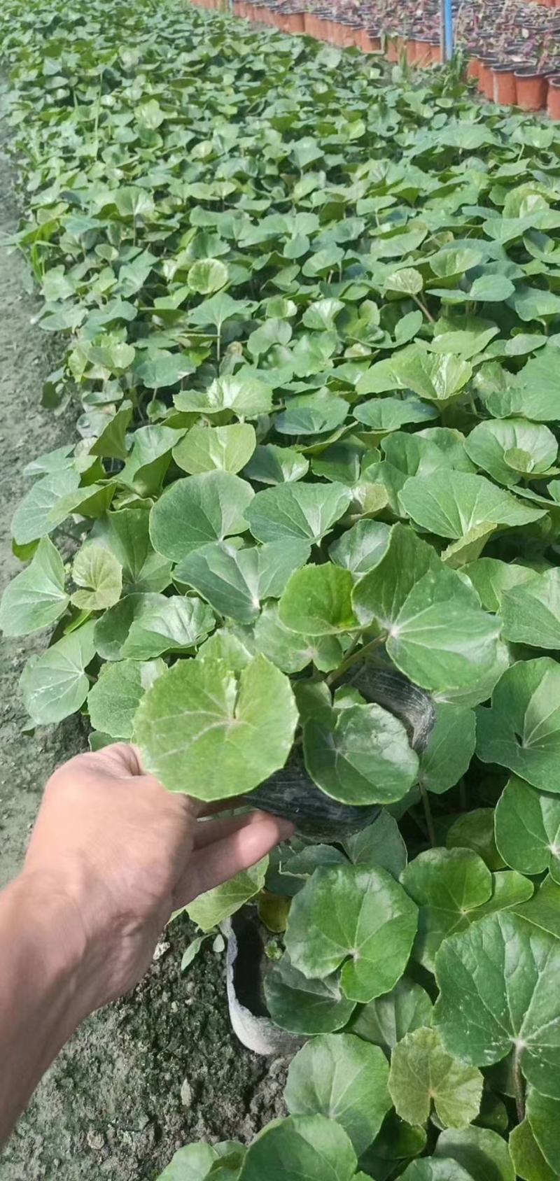 大吴风草杯苗草花大小规格齐全成都温江基地供应
