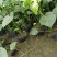 龟背竹室内植物杯苗大小规格齐全成都温江基地供应