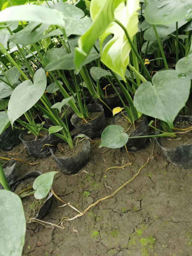 龟背竹室内植物杯苗大小规格齐全成都温江基地供应
