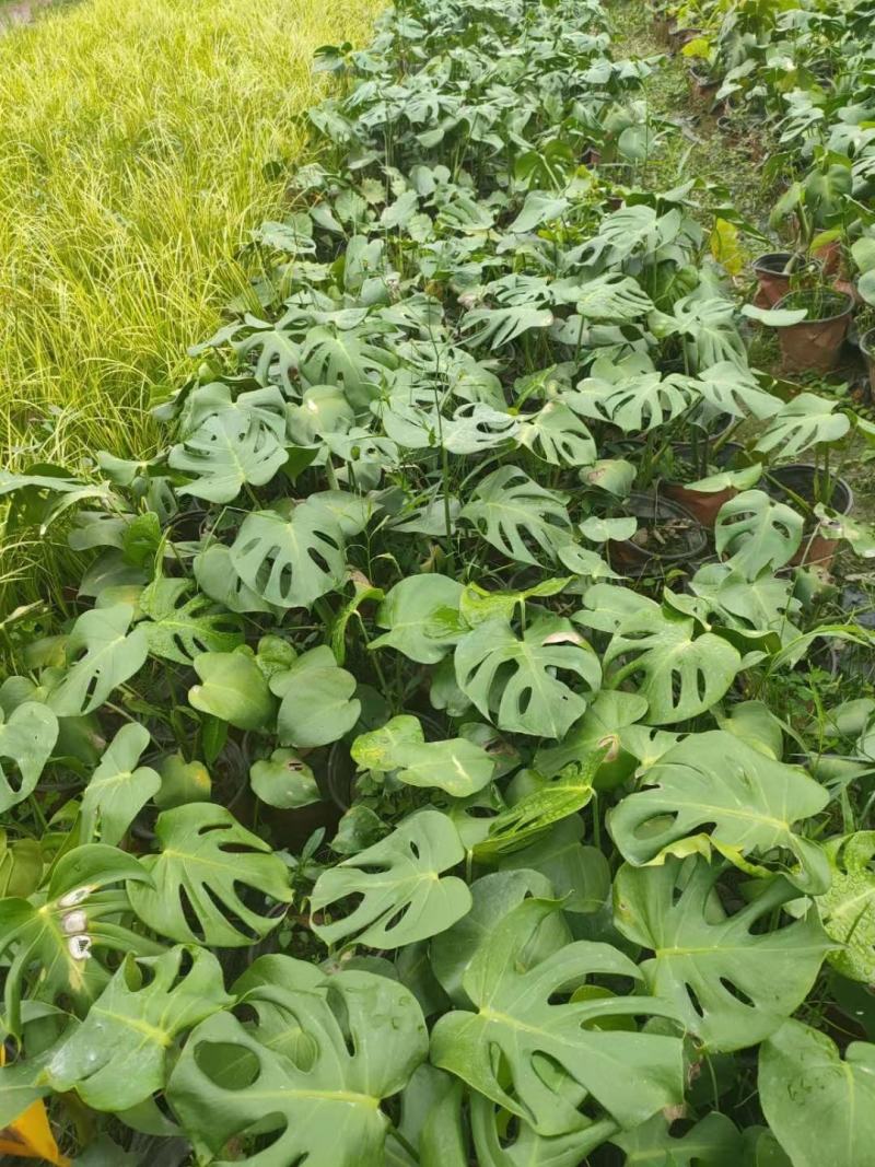 龟背竹室内植物杯苗大小规格齐全成都温江基地供应