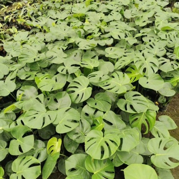 龟背竹室内植物杯苗大小规格齐全成都温江基地供应