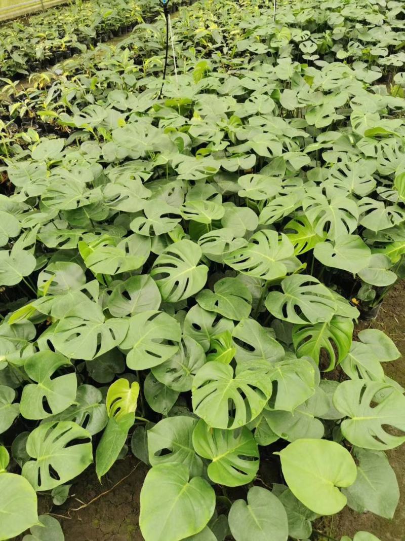 龟背竹室内植物杯苗大小规格齐全成都温江基地供应