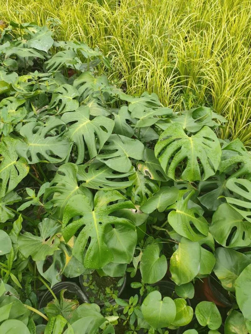 龟背竹室内植物杯苗大小规格齐全成都温江基地供应