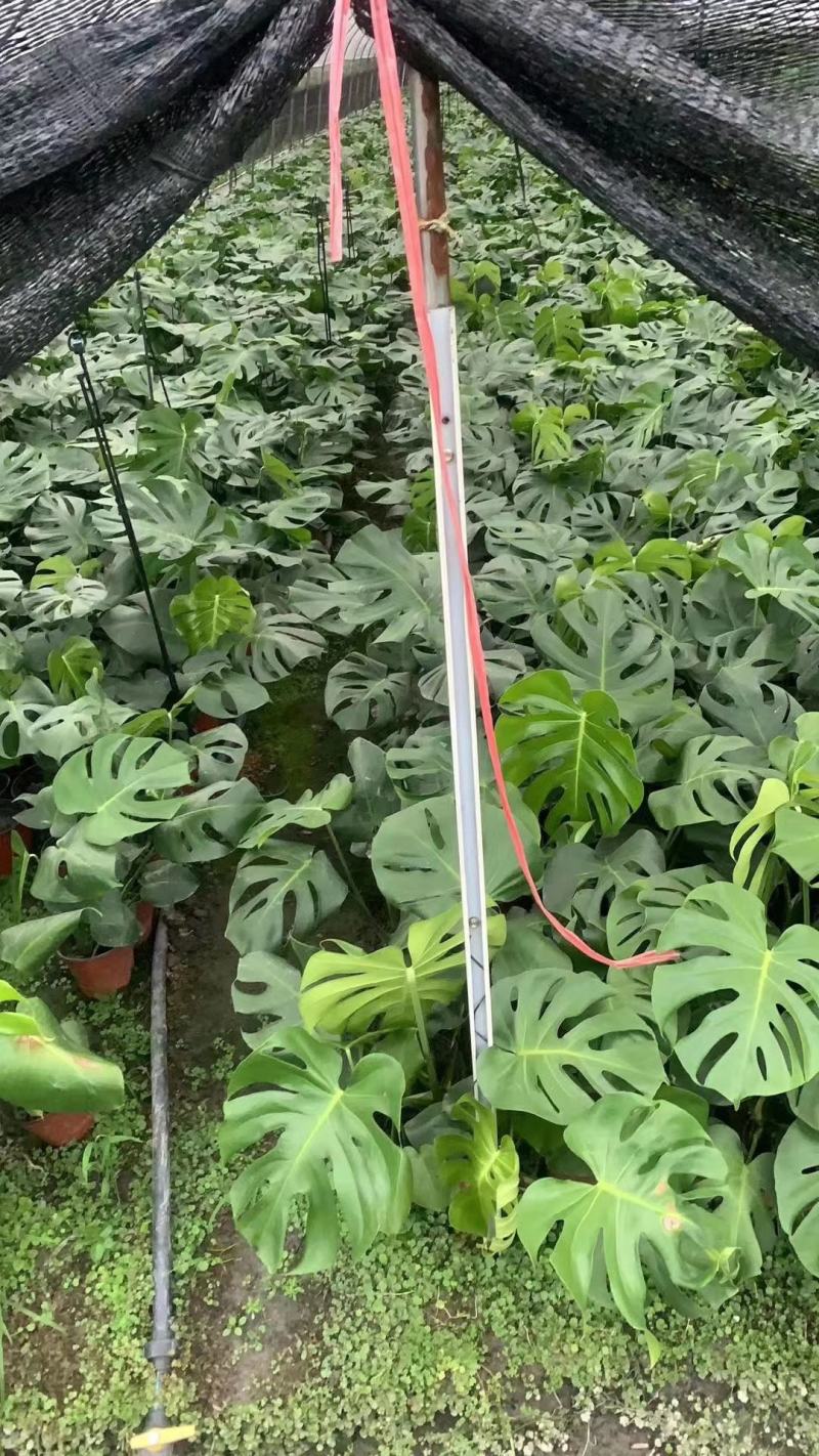 龟背竹室内植物杯苗大小规格齐全成都温江基地供应