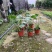 龟背竹室内植物杯苗大小规格齐全成都温江基地供应