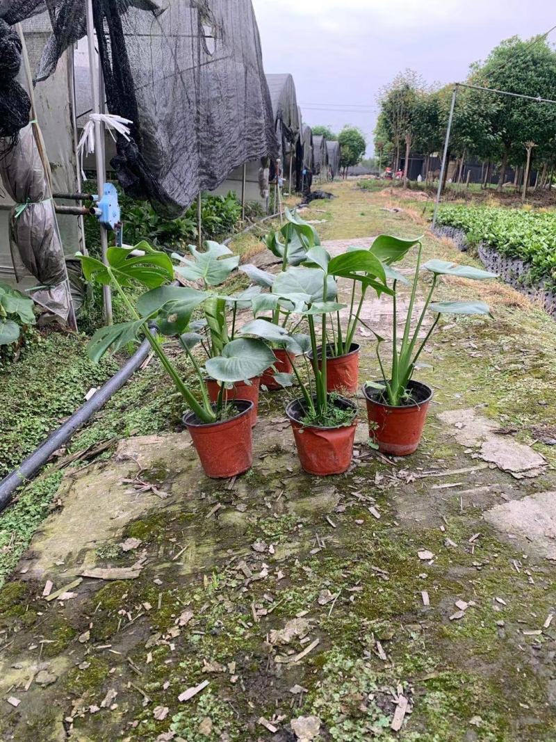 龟背竹室内植物杯苗大小规格齐全成都温江基地供应