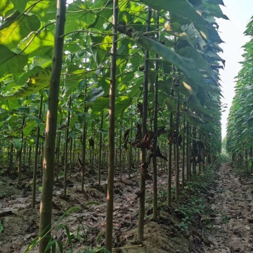 楸树，价格美丽，规格齐全，欢迎来电咨询，