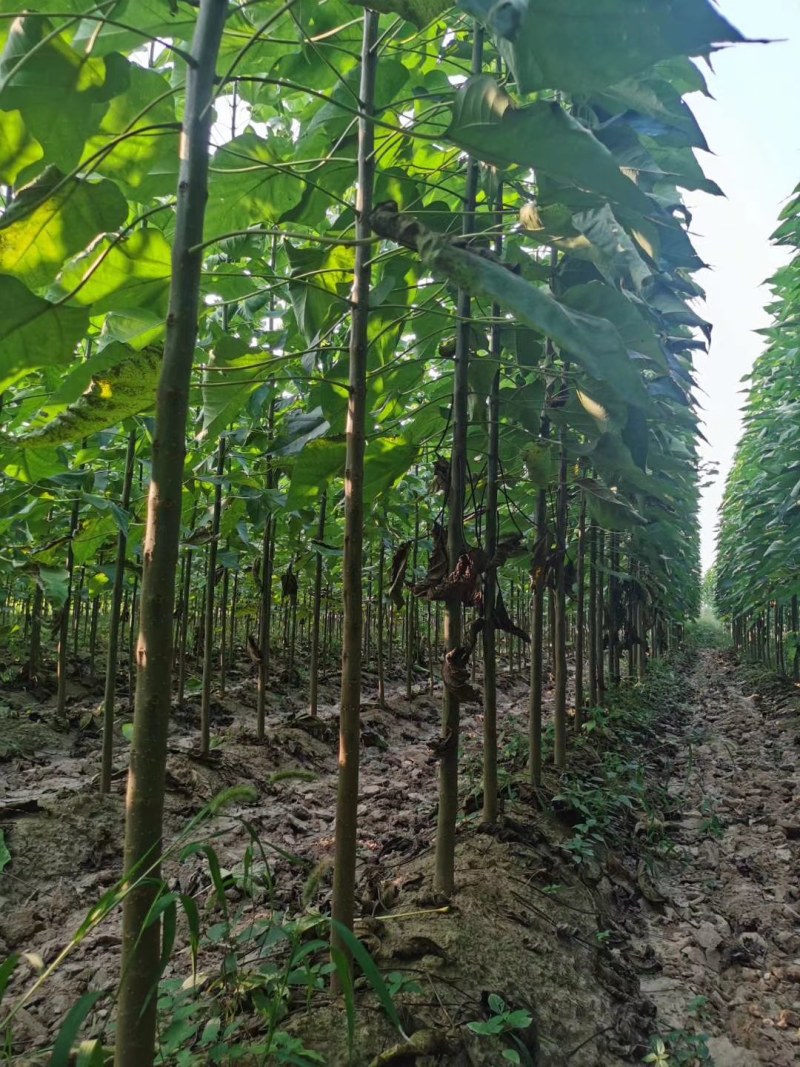 楸树，价格美丽，规格齐全，欢迎来电咨询，