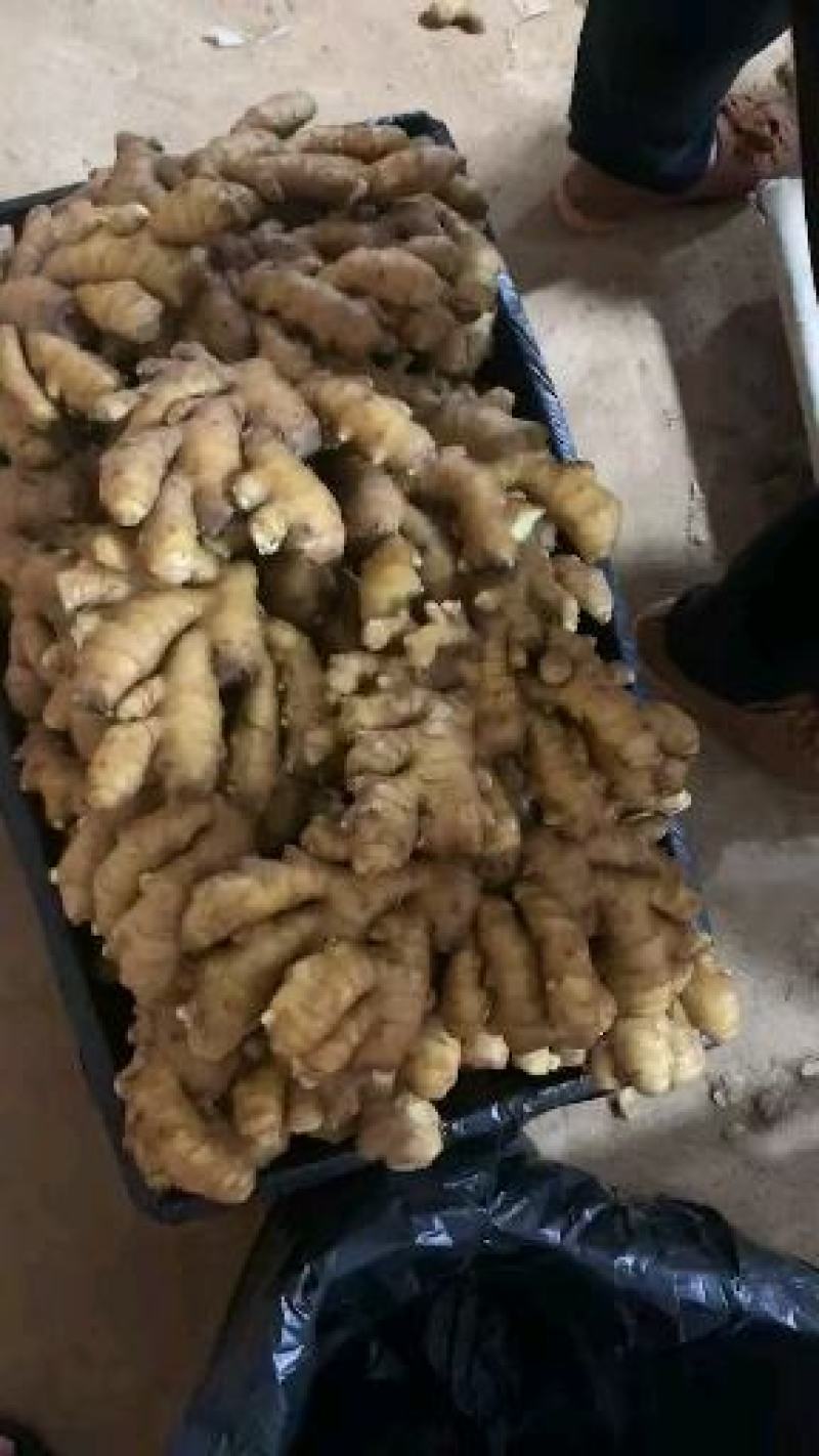 河南【大黄姜红芽姜】电商市场商超水洗姜风干姜