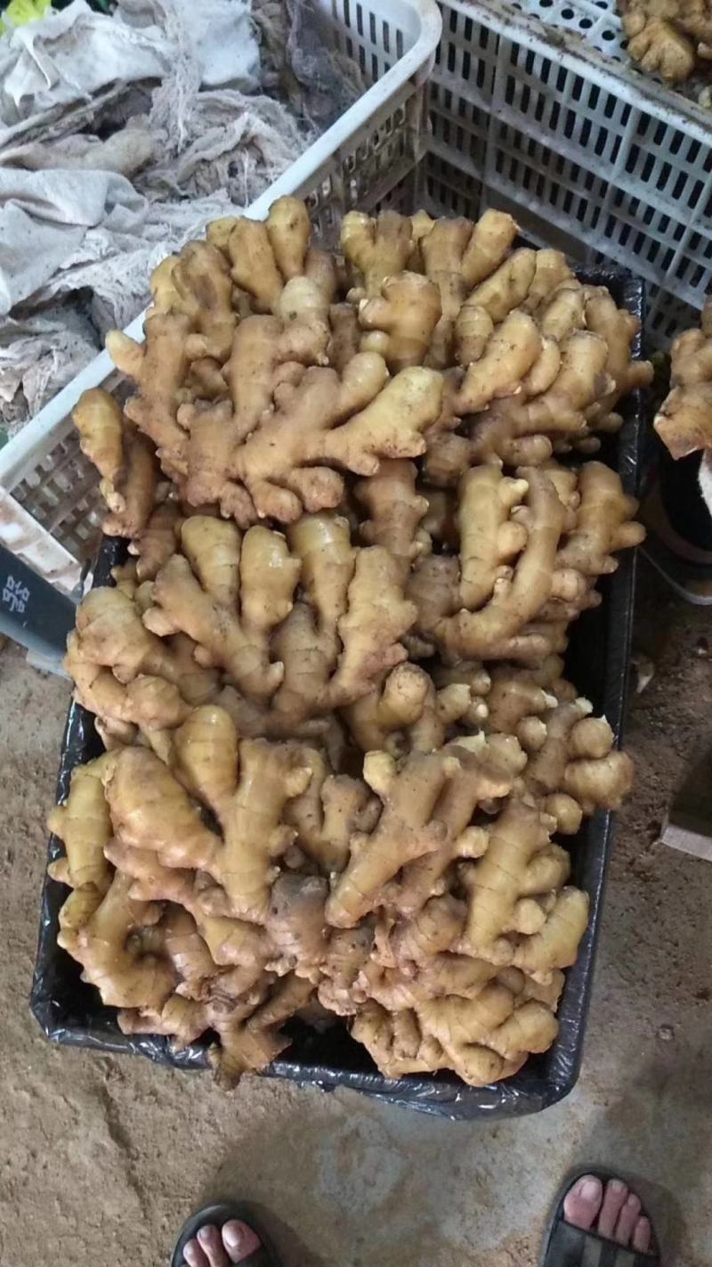河南【大黄姜红芽姜】电商市场商超水洗姜风干姜
