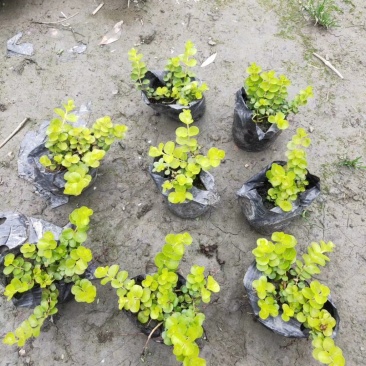 金叶过路黄花镜植物大小规格齐全成都温江基地供应