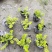 金叶过路黄花镜植物大小规格齐全成都温江基地供应
