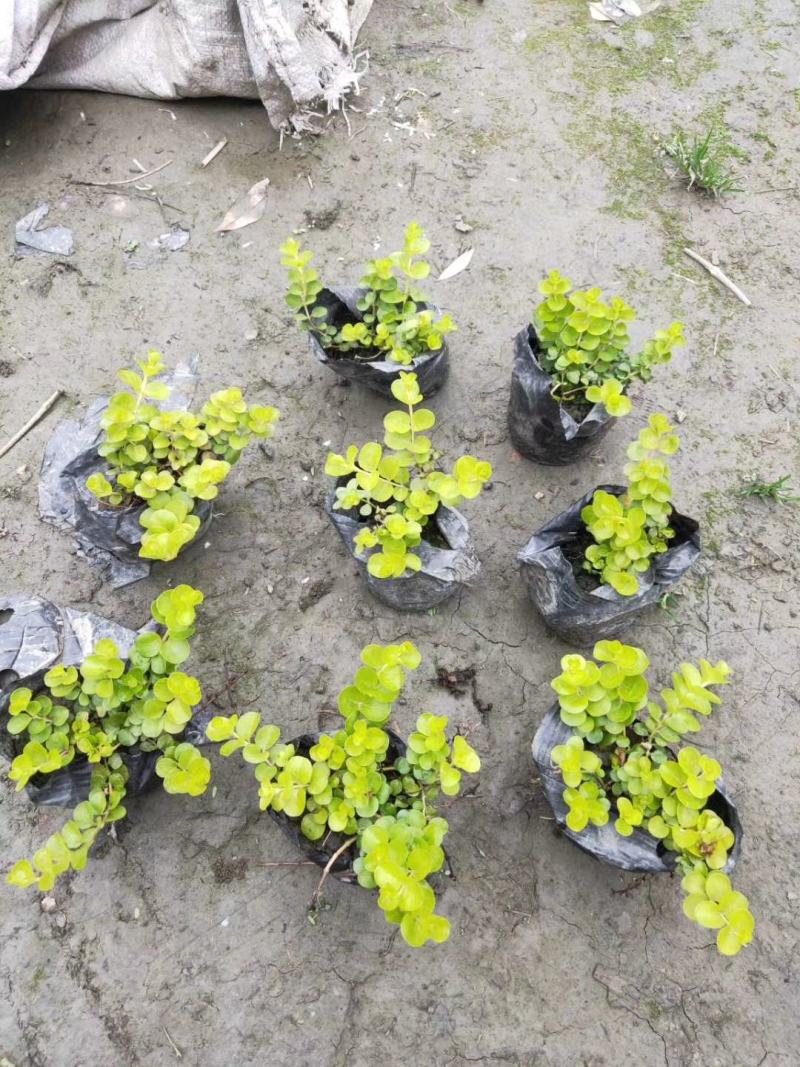 金叶过路黄花镜植物大小规格齐全成都温江基地供应