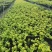 金叶过路黄花镜植物大小规格齐全成都温江基地供应
