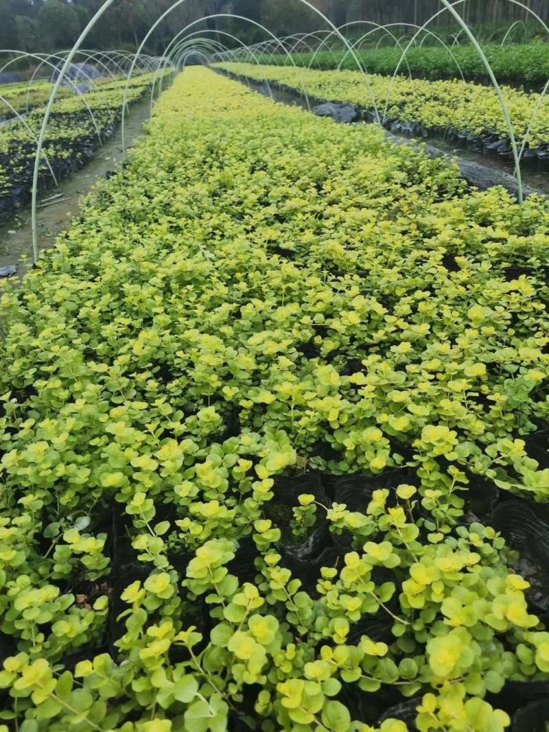 金叶过路黄花镜植物大小规格齐全成都温江基地供应