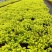 金叶过路黄花镜植物大小规格齐全成都温江基地供应