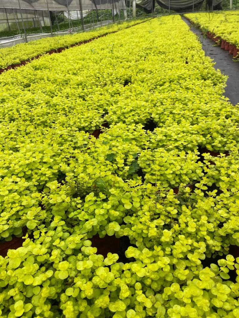 金叶过路黄花镜植物大小规格齐全成都温江基地供应