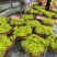 金叶过路黄花镜植物大小规格齐全成都温江基地供应