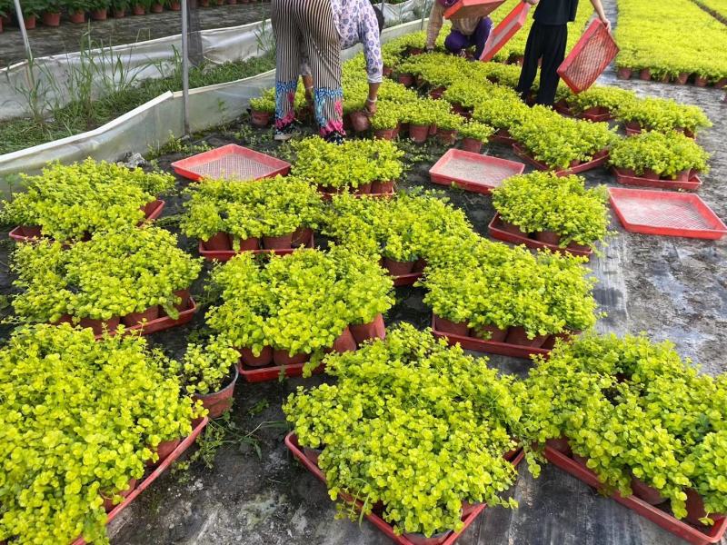金叶过路黄花镜植物大小规格齐全成都温江基地供应