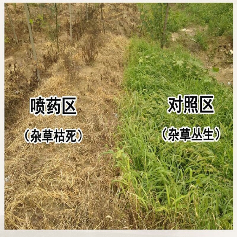 侨昌统焚88%高含量草铵膦杂不伤地无残留农药除草剂