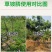 侨昌统焚88%高含量草铵膦杂不伤地无残留农药除草剂