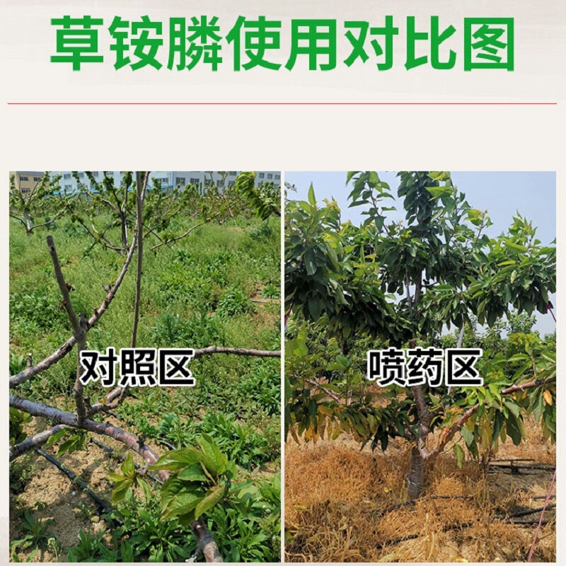 侨昌统焚88%高含量草铵膦杂不伤地无残留农药除草剂