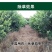 侨昌统焚88%高含量草铵膦杂不伤地无残留农药除草剂