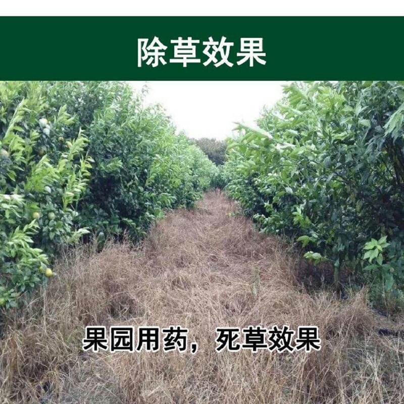 侨昌统焚88%高含量草铵膦杂不伤地无残留农药除草剂