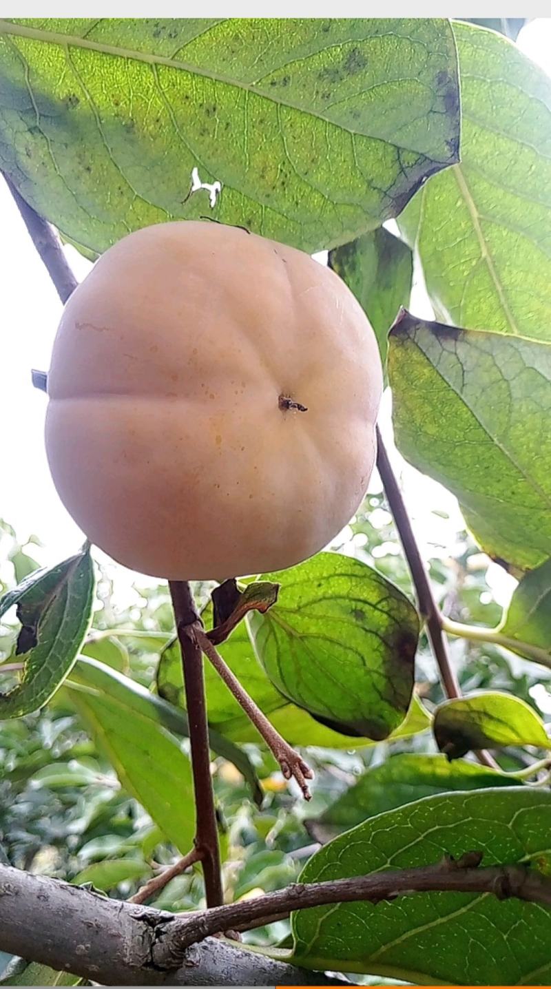 次郎脆柿子，个大，甜度高……
