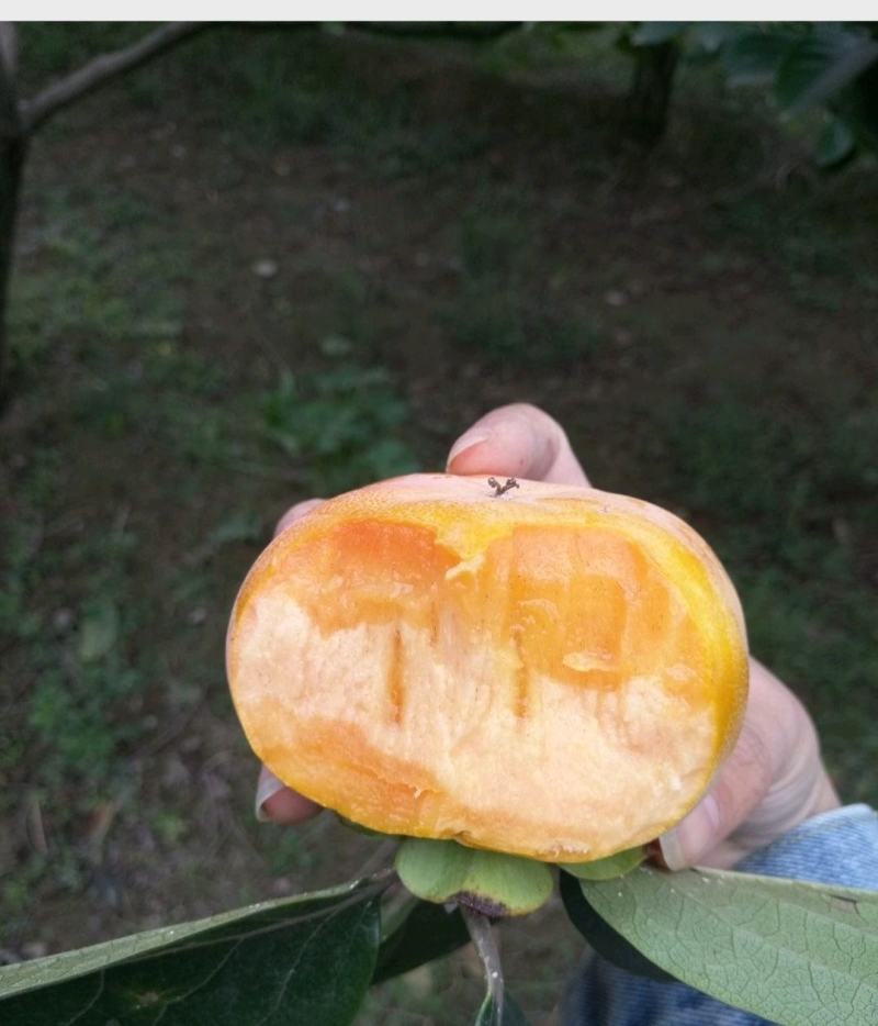 次郎脆柿子，个大，甜度高……