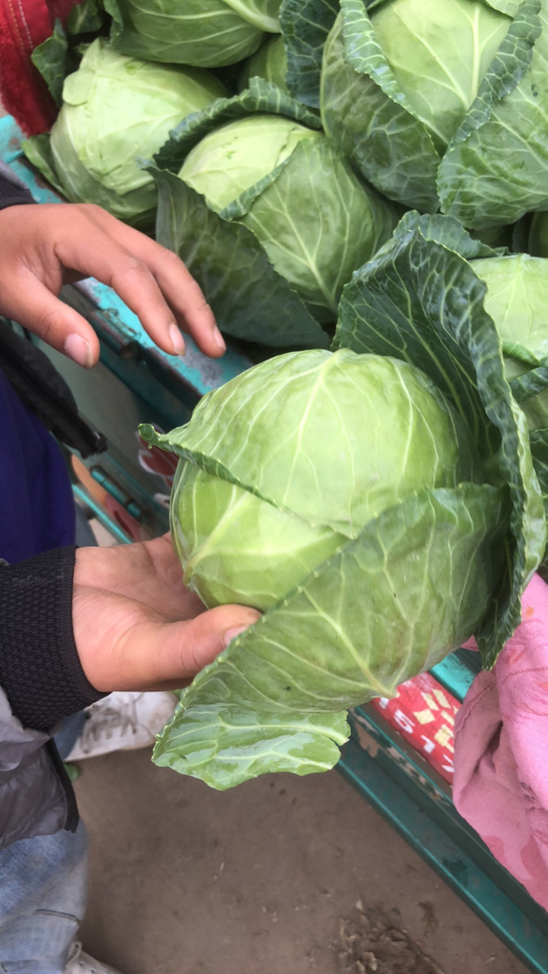 甘蓝大量现货需要的速度下单