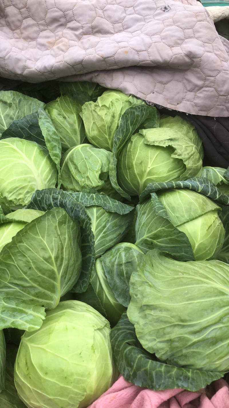 甘蓝大量现货需要的速度下单