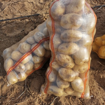 陕北226土豆大量上市，薯行，颜色，个头都想当好