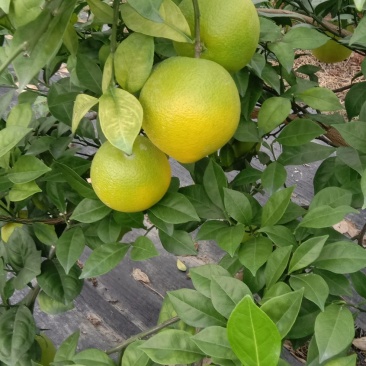 江西赣南脐橙特早脐橙苗