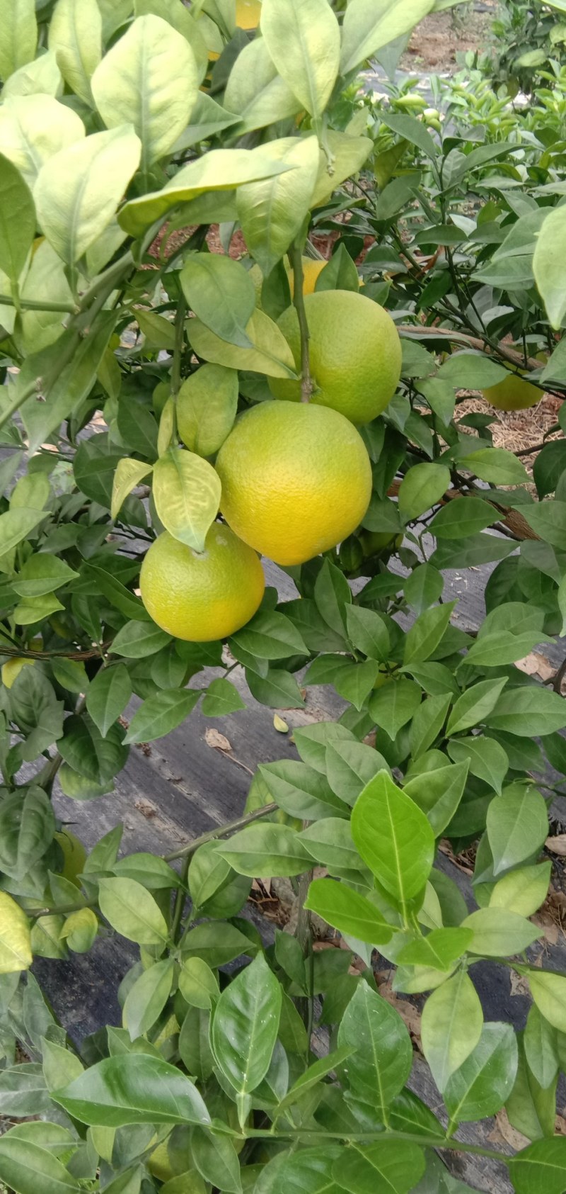 江西赣南脐橙特早脐橙苗