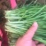 基地大量供应优质韭菜