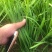 基地大量供应优质韭菜