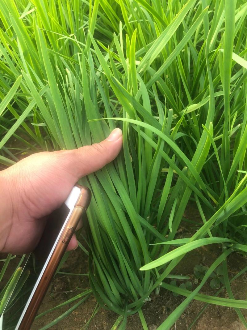 基地大量供应优质韭菜