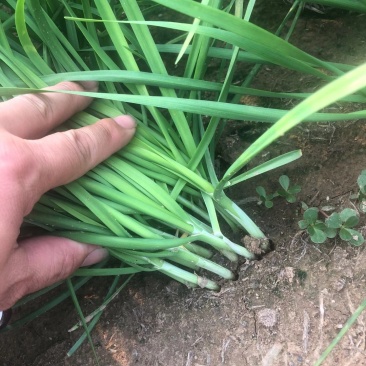 基地大量供应优质韭菜