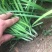 基地大量供应优质韭菜