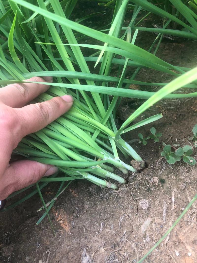 基地大量供应优质韭菜